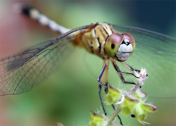 chup-anh-macro Kinh nghiệm chụp ảnh macro