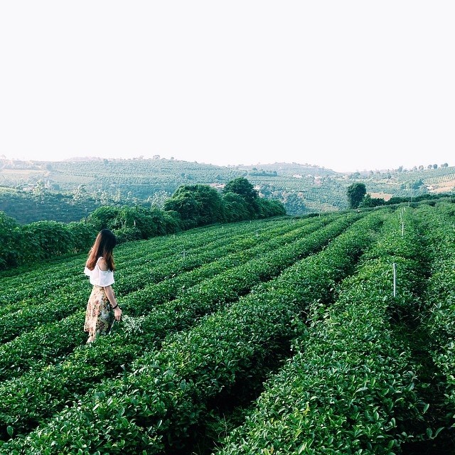 dd5 Đồi trà Tâm Châu