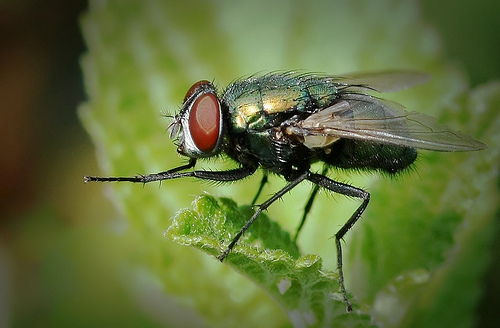 kinh-nghiem-che1bba5p-anh-macro Kinh nghiệm chụp ảnh macro