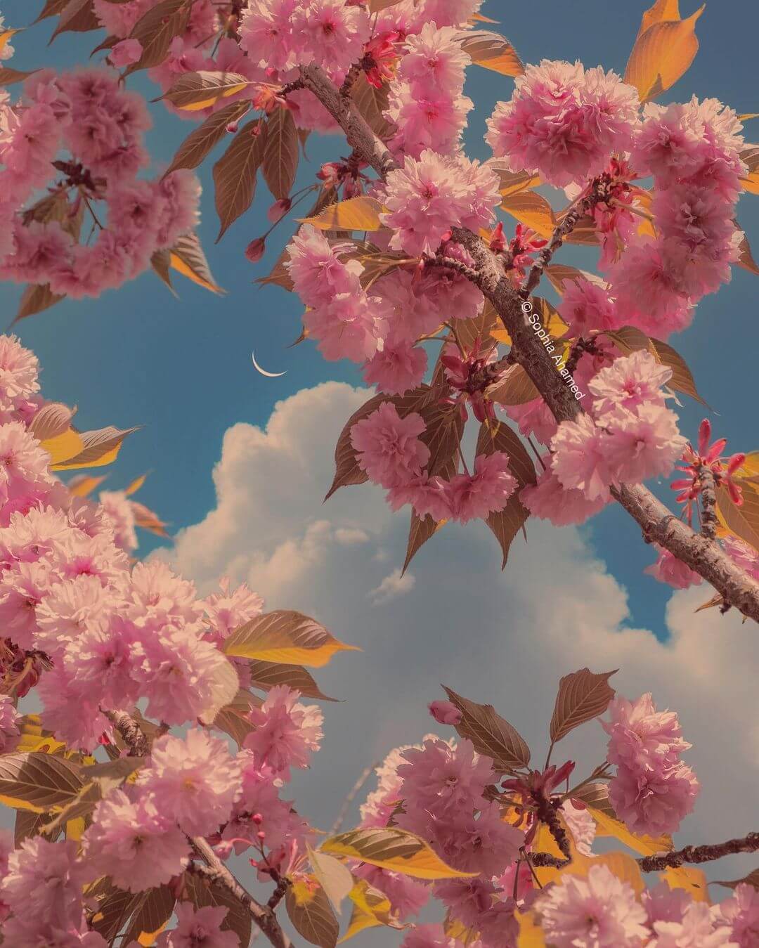 240739348_1271800409928909_8242175360131543298_n