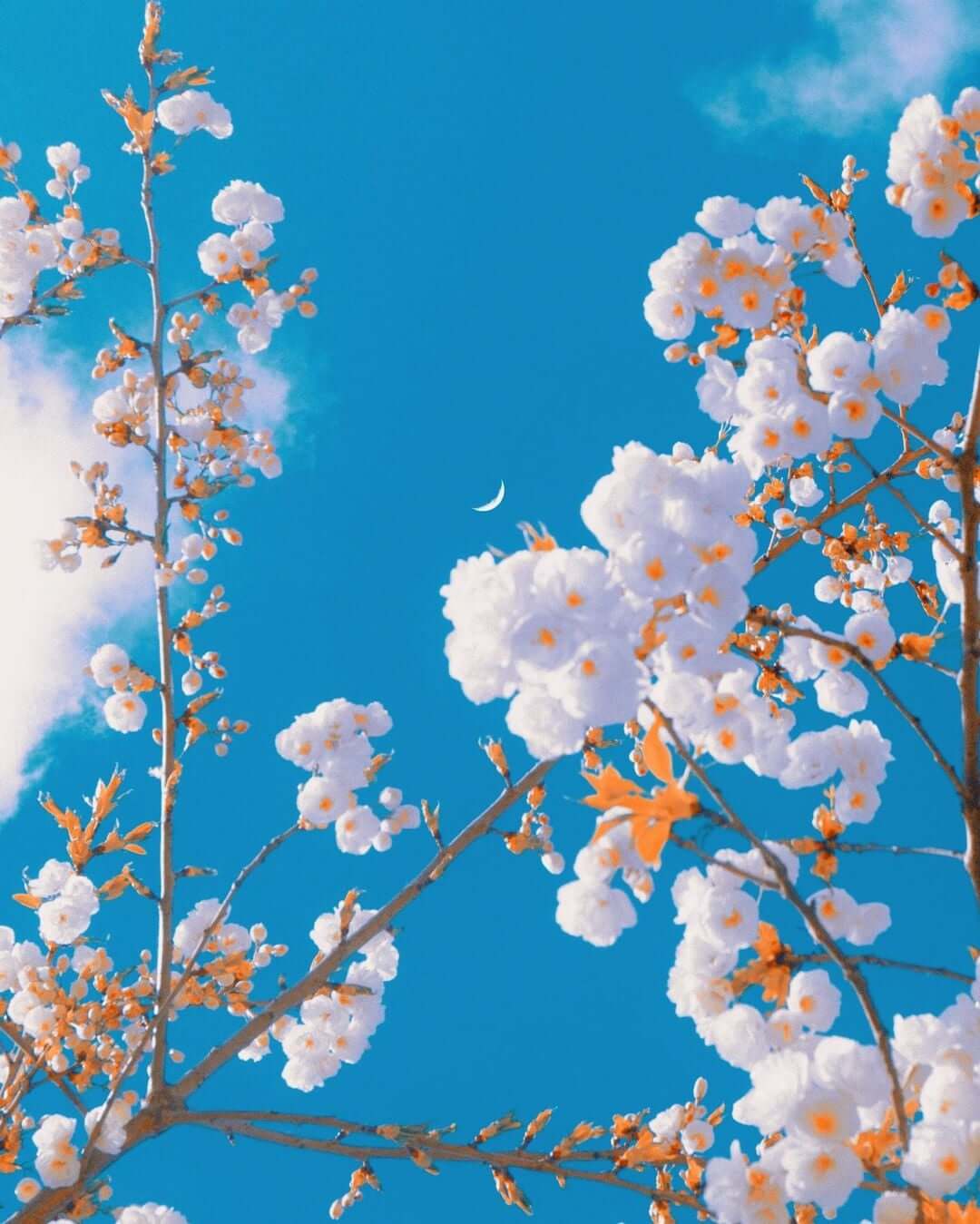 240807383_1271799963262287_3005990391336267569_n