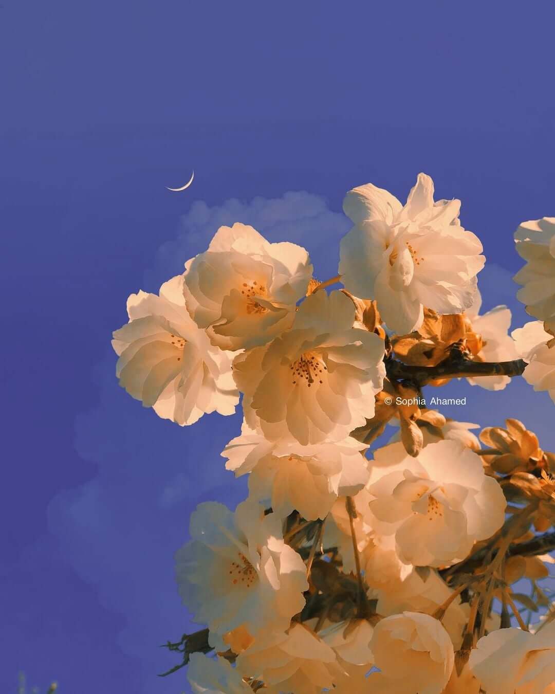 240817234_1271800333262250_8244587315234221587_n