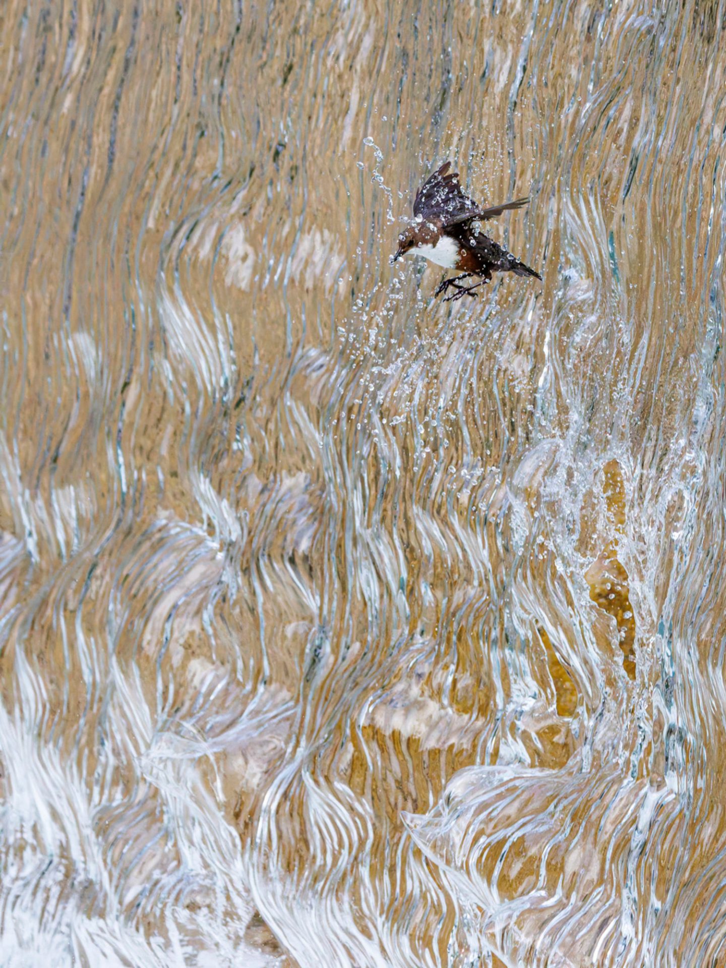 gdt-nature-photographer-of-the-year-2025-1 gdt nature photographer of the year 2025