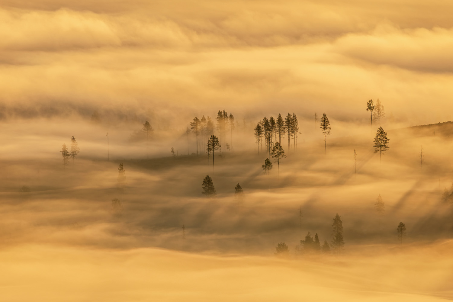 gdt-nature-photographer-of-the-year-2025-13 gdt nature photographer of the year 2025