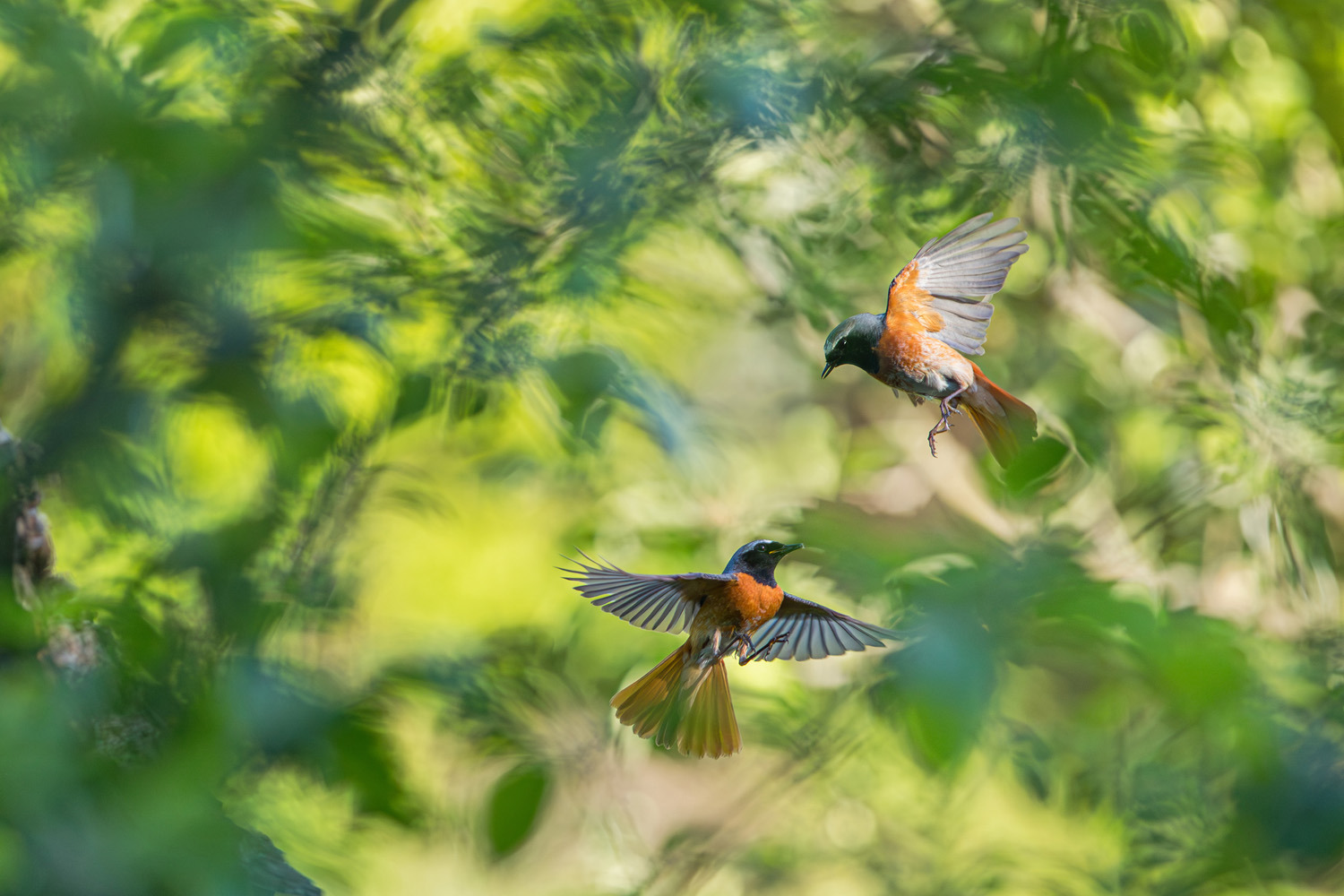 gdt-nature-photographer-of-the-year-2025-2 gdt nature photographer of the year 2025