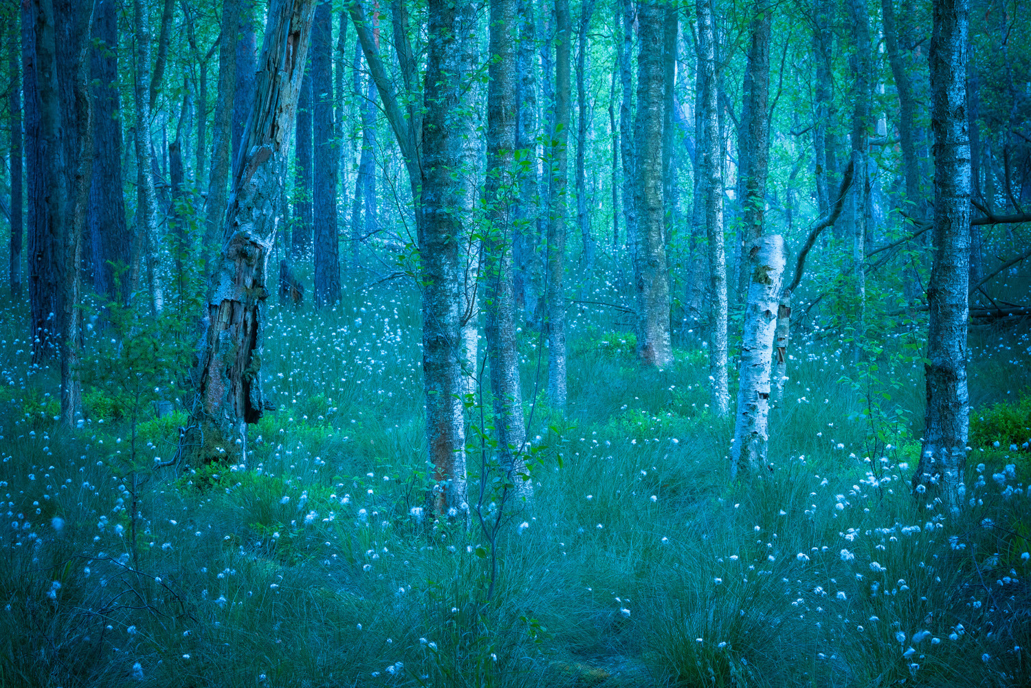 gdt-nature-photographer-of-the-year-2025-20 gdt nature photographer of the year 2025