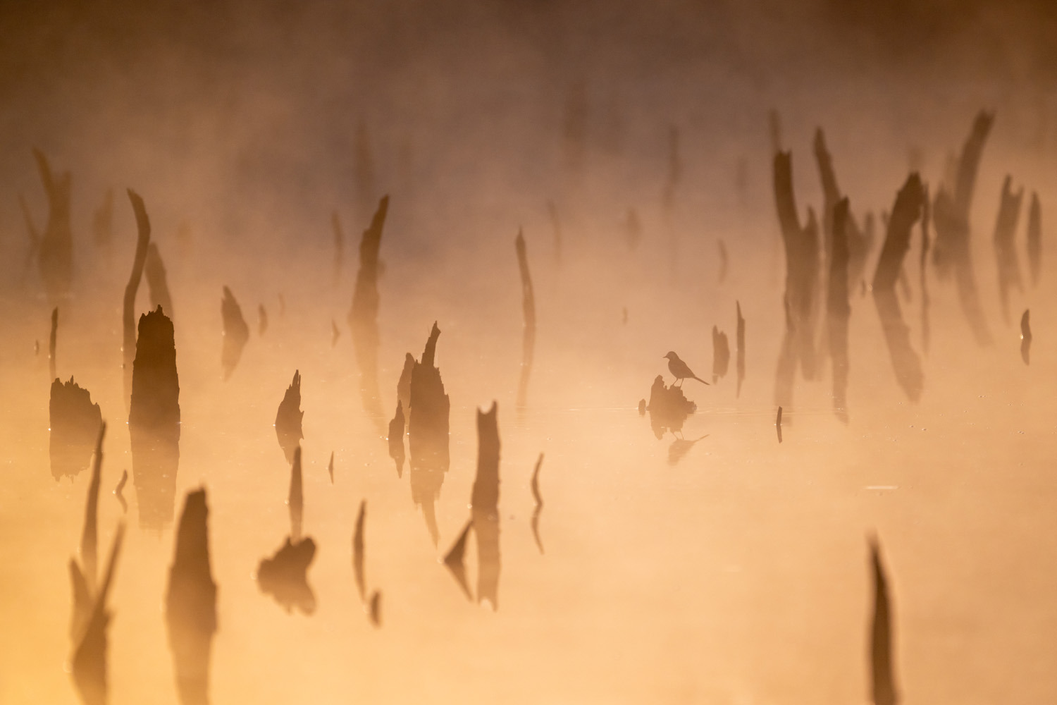 gdt-nature-photographer-of-the-year-2025-21 gdt nature photographer of the year 2025