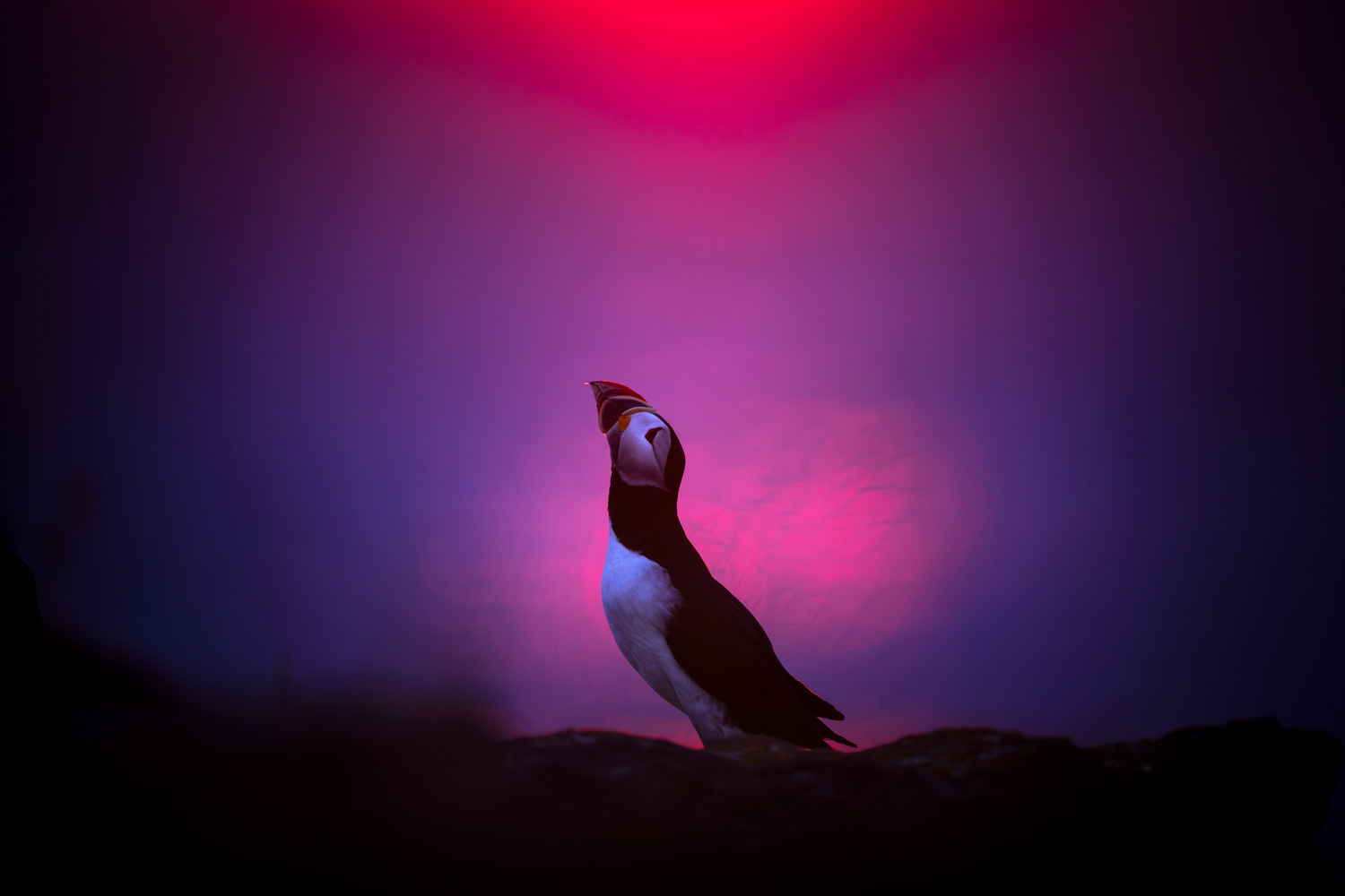 gdt-nature-photographer-of-the-year-2025-3-5 gdt nature photographer of the year 2025