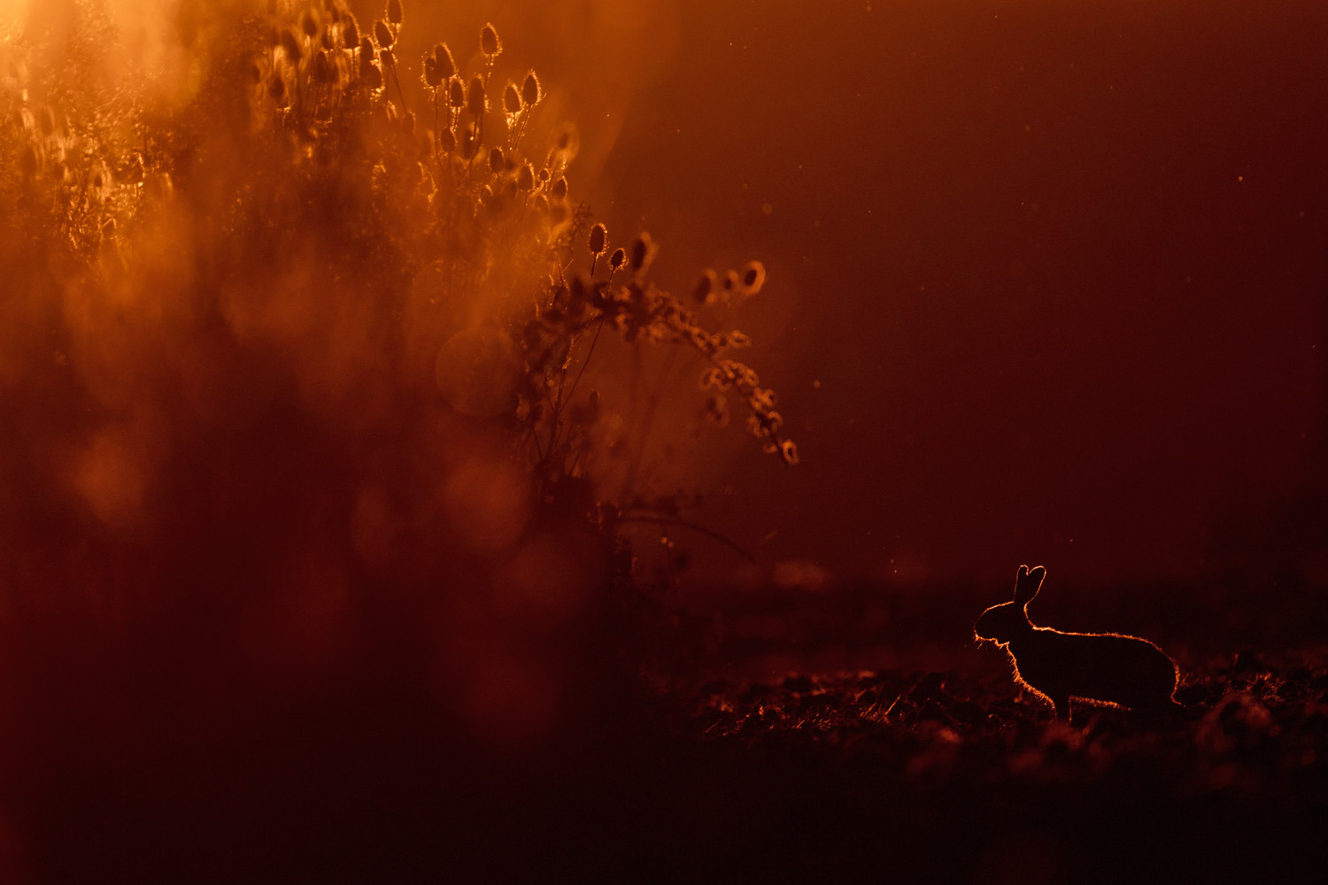 gdt-nature-photographer-of-the-year-2025-6 gdt nature photographer of the year 2025