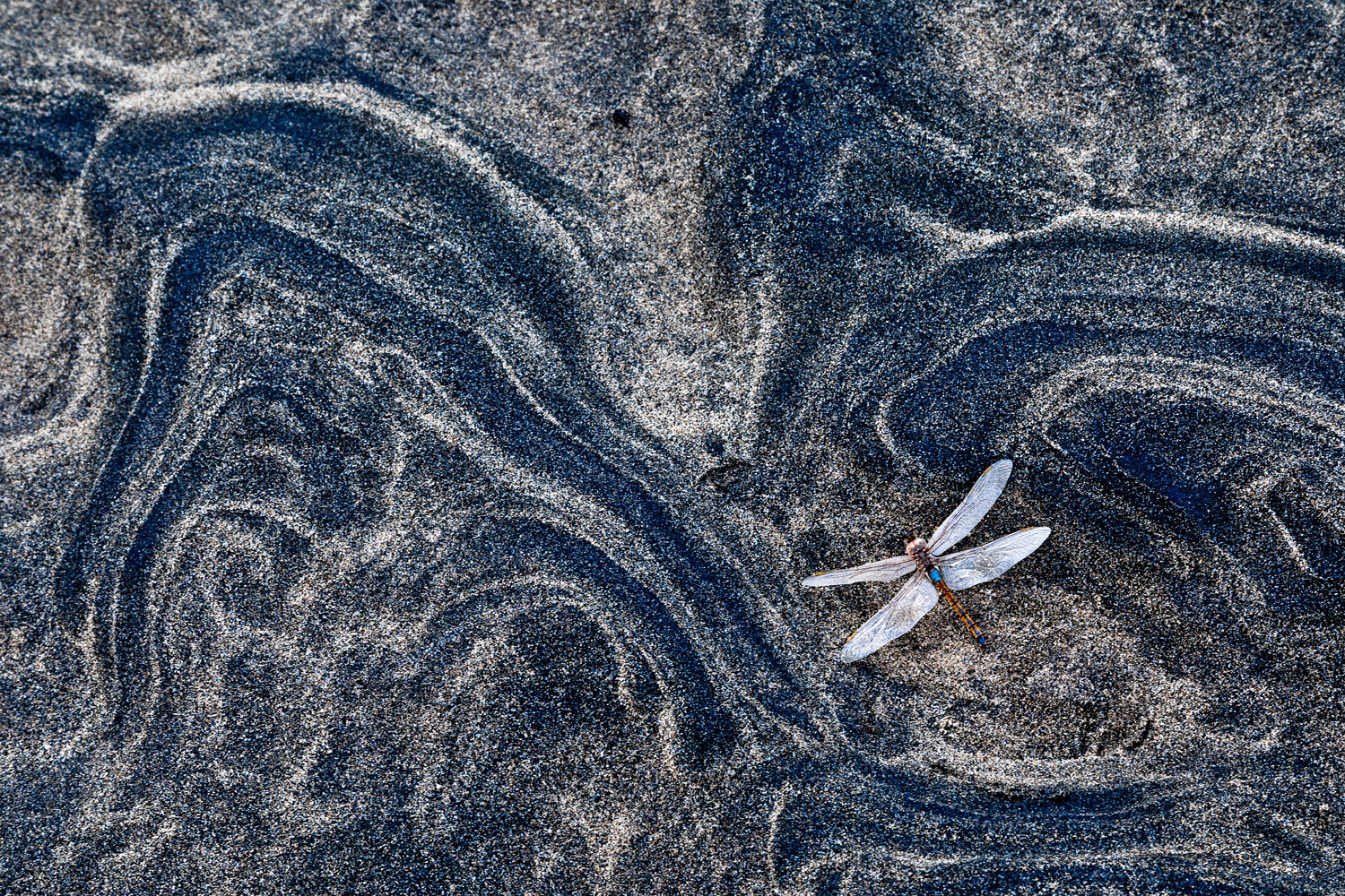 gdt-nature-photographer-of-the-year-2025-7 gdt nature photographer of the year 2025