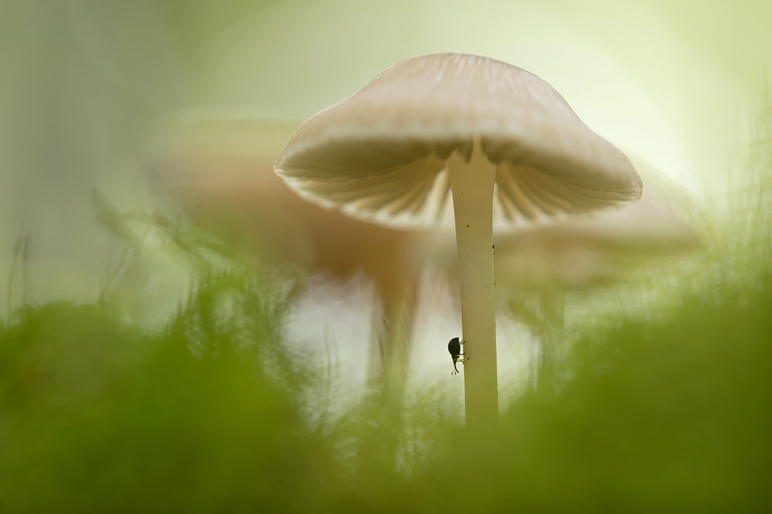 gdt-nature-photographer-of-the-year-2025-8 gdt nature photographer of the year 2025