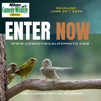 2025-nikon-comedy-wildlife-awards-400x400-1 2025 Nikon Comedy Wildlife Awards