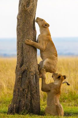 bhargava-srivari_go-give-it-a-try-267x400-1 2025 Nikon Comedy Wildlife Awards