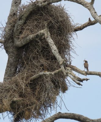 brian-hempstead_i-hate-ikea-331x400-1 2025 Nikon Comedy Wildlife Awards