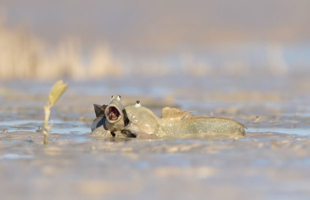 emma-parker_laugh-like-no-one-is-watching-620x400-1 2025 Nikon Comedy Wildlife Awards