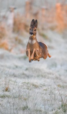 jeremy-duvekot_happy-deer-236x400-1 2025 Nikon Comedy Wildlife Awards