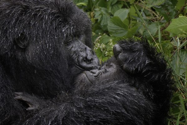 mark-meth-cohn_aaaaaww-mum-600x400-1 2025 Nikon Comedy Wildlife Awards