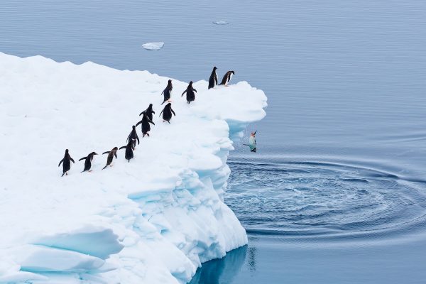 martin-schmid_queueing-for-the-polar-plunge-600x400-1 2025 Nikon Comedy Wildlife Awards